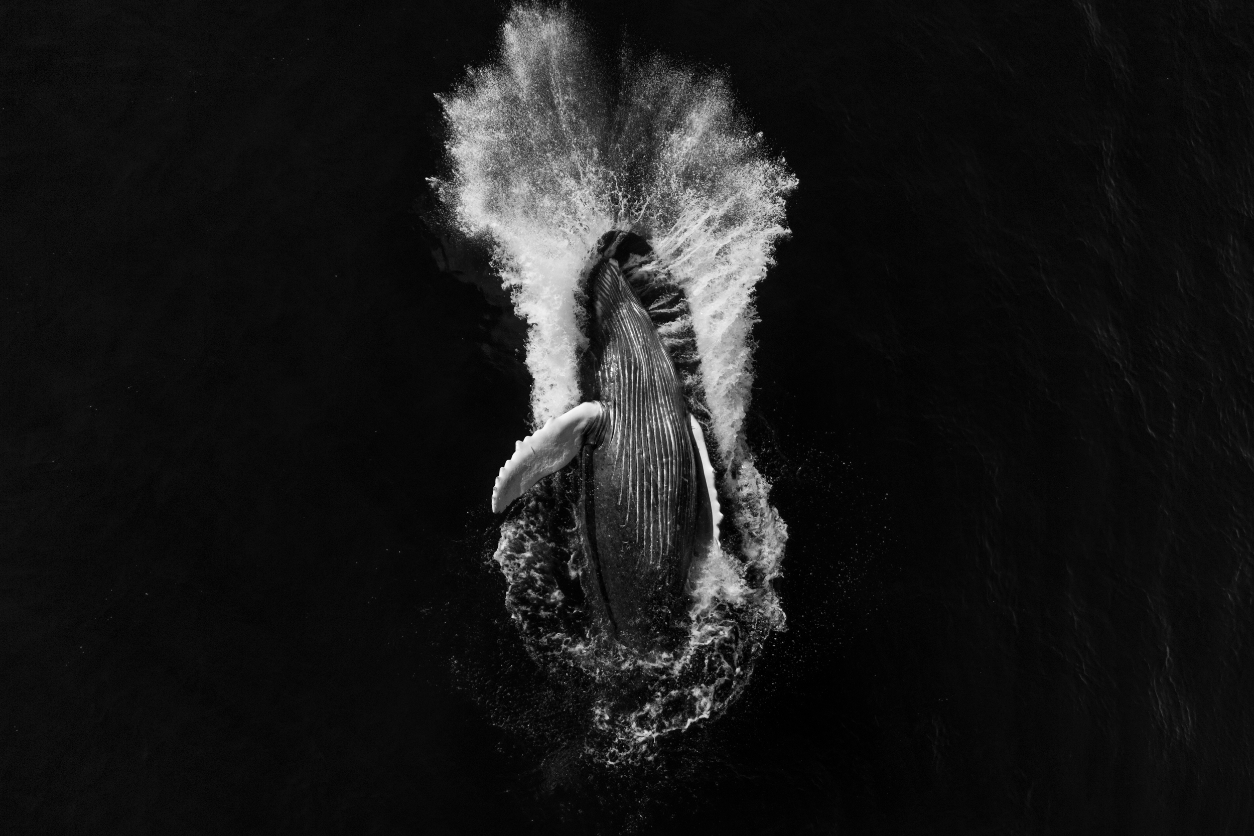 Megaptera BW