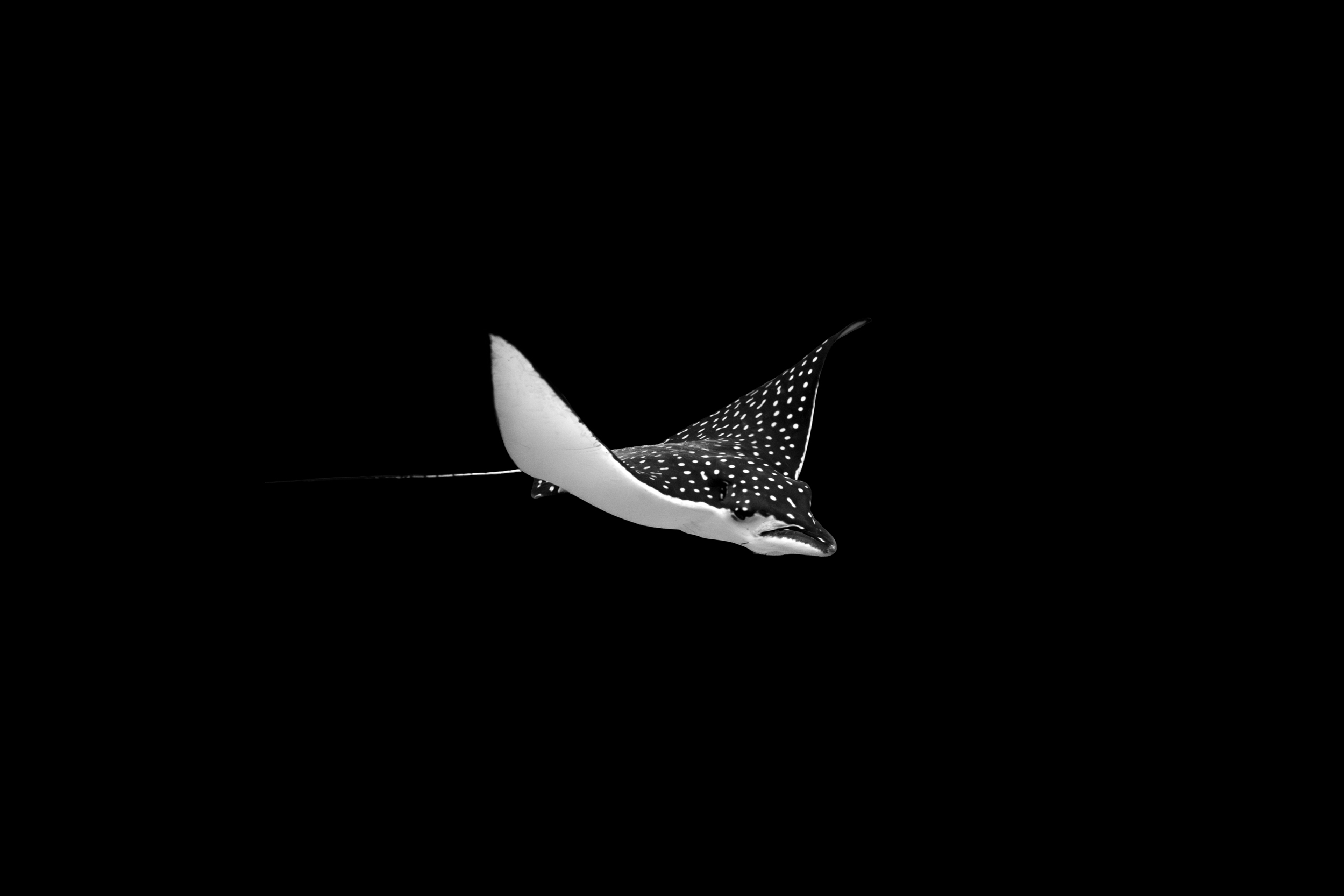 Eagleray B&W